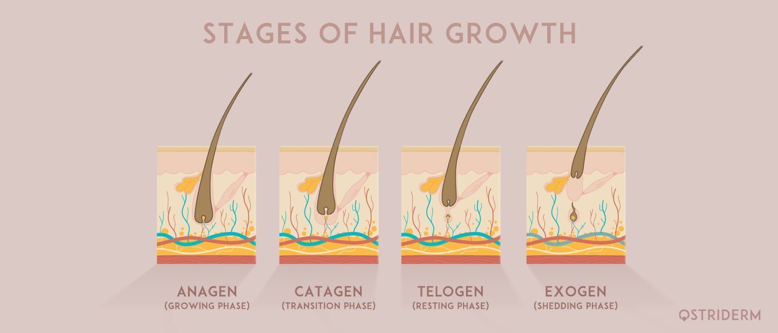 YOUR BASIC GUIDE TO HAIR GROWTH CYCLE